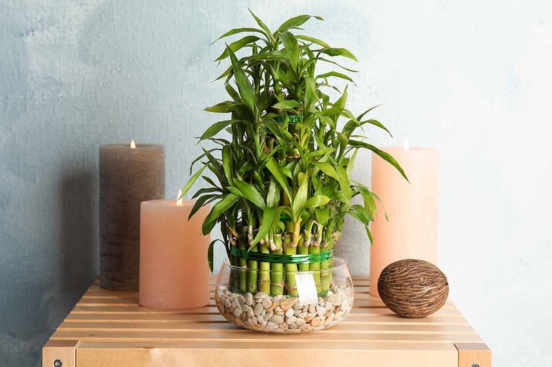 Lucky Bamboo