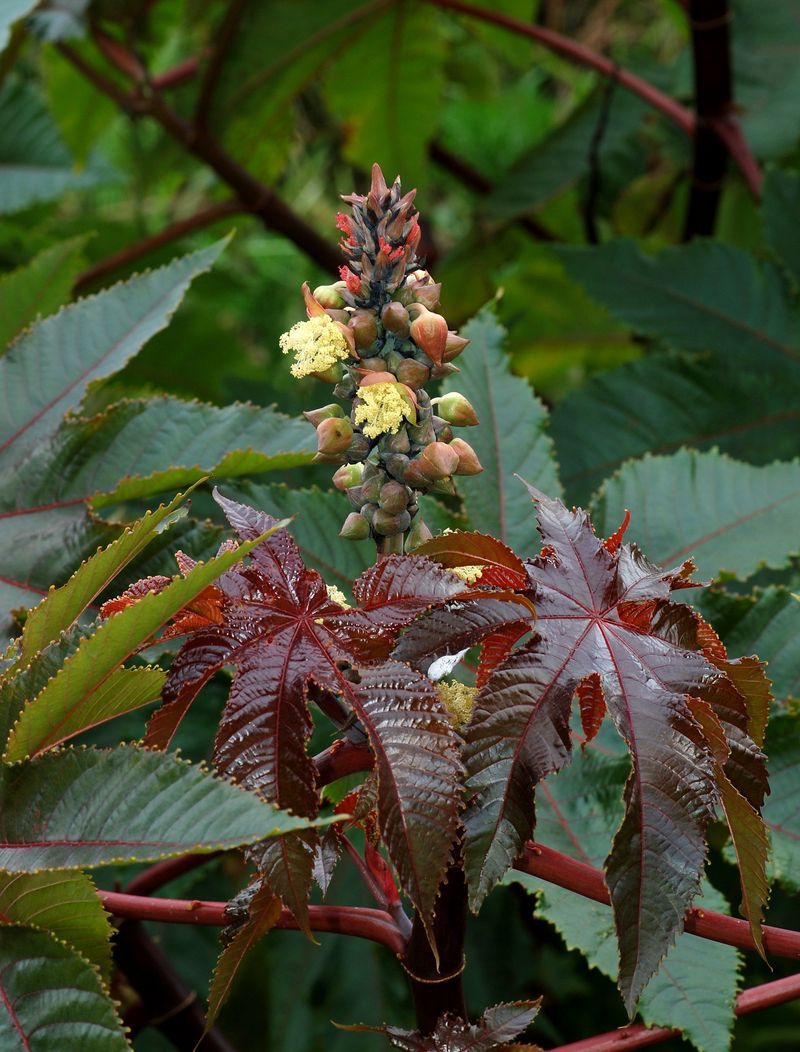 13 Plants In Texas You Should Never Plant - Decor Hint Castor Bean Plant