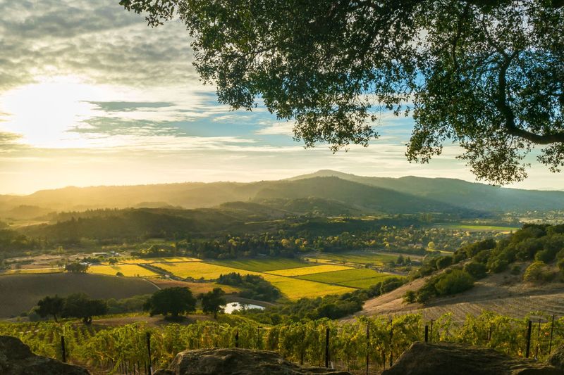 Juice Tasting In Napa Valley Or Sonoma