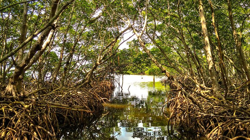 Take A Kayak Tour Through The Mangrove Tunnels