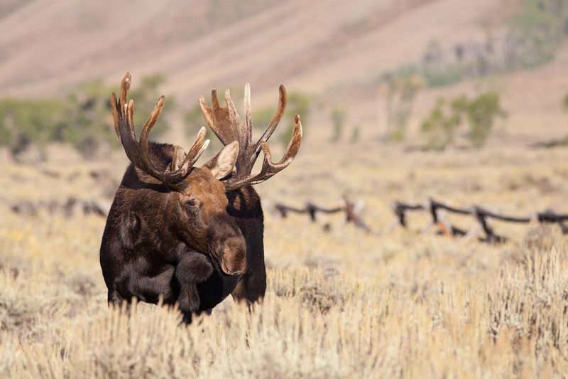 Jackson Hole, Wyoming Keeps Summer Fun Going With Extended Activities - Decor Hint Late-Season Wildlife Tours & Safaris