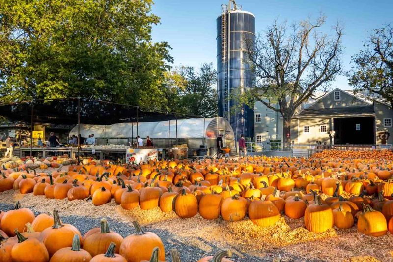 Fall Fun Festival At Nor-View Farm, East Norriton
