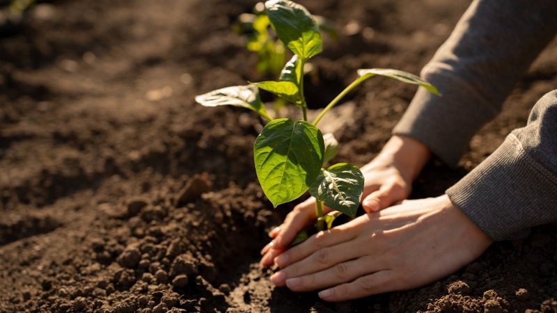 Fall Garden Mistakes Every Colorado Homeowner Should Know About - Decor Hint Planting Too Late In The Season