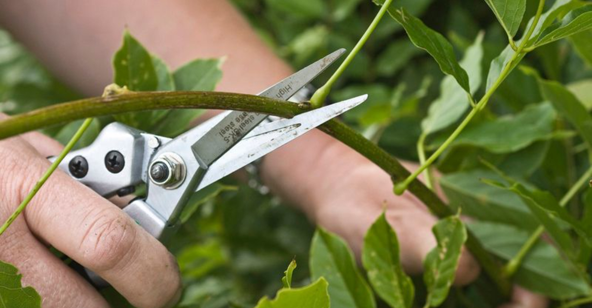 Fall Garden Mistakes Every Colorado Homeowner Should Know About - Decor Hint Fall Garden Mistakes Every Colorado Homeowner Should Know About - Decor Hint