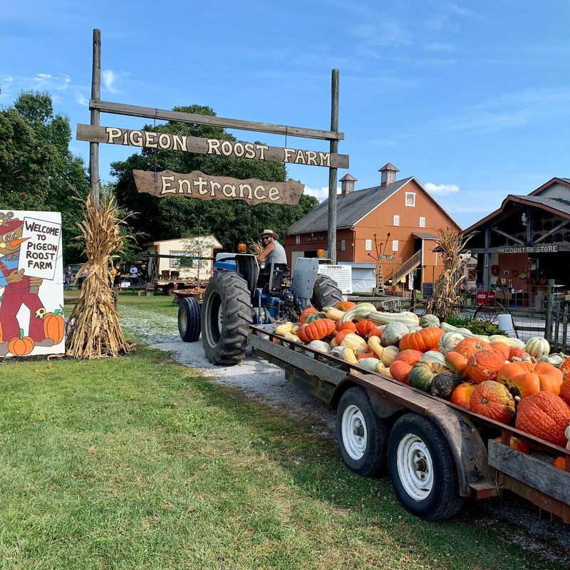 Pigeon Roost Farm Pumpkin Fun Days