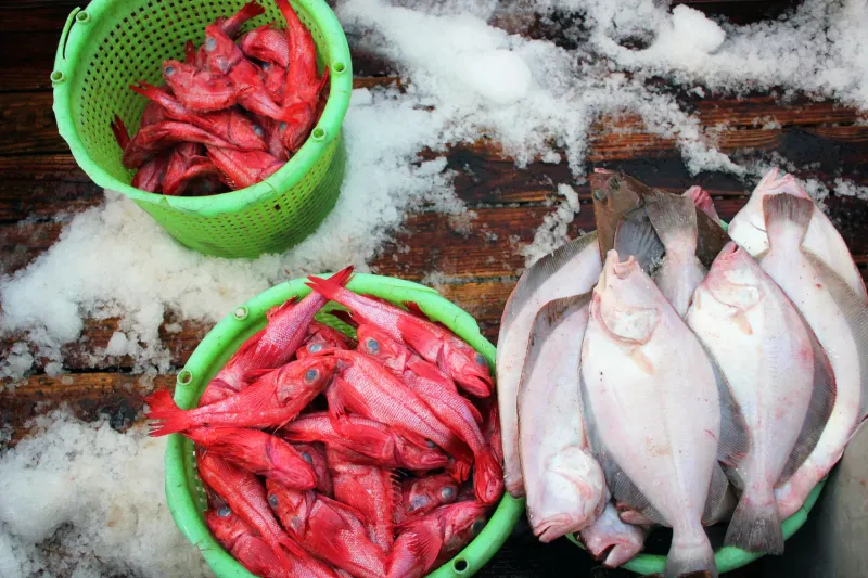 Fresh Catch Philosophy