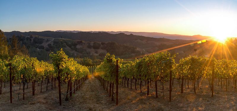 California Foods Everyone Should Try At Least Once - Decor Hint California Wine