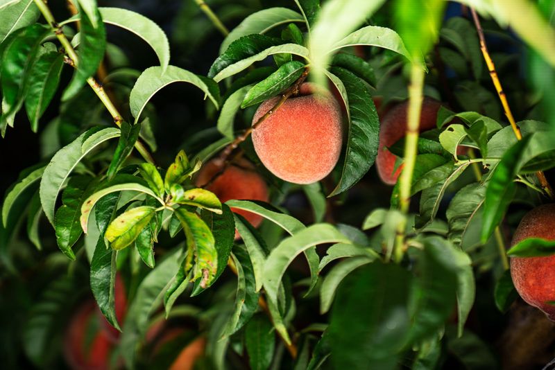 Peach Culture And Pie Traditions In Laveen