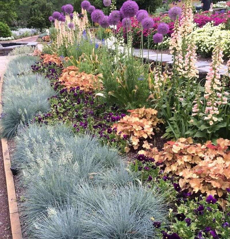 Blue Fescue (Festuca Glauca)