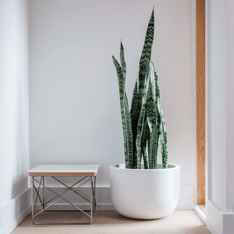 Indoor Plants That Bring California Homes To Life - Decor Hint Snake Plant