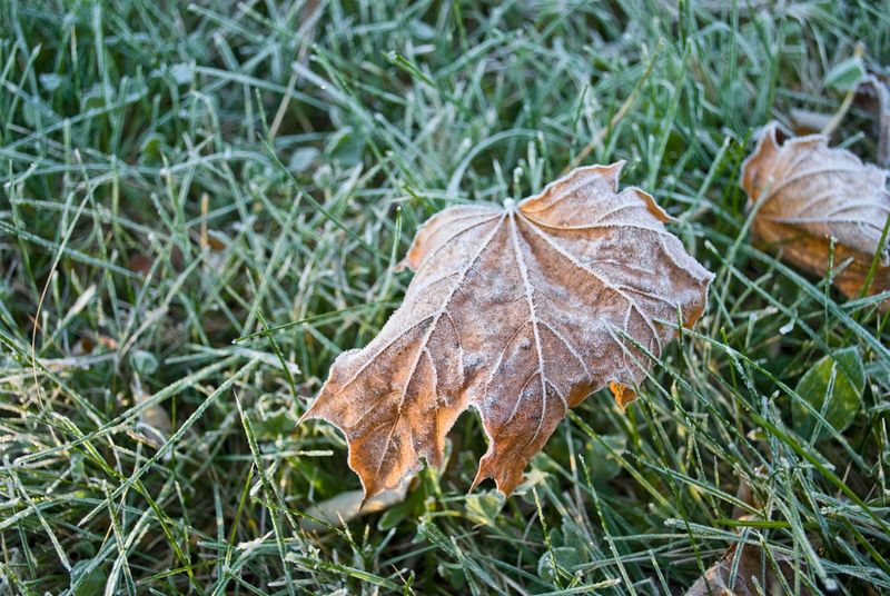 Fall Garden Mistakes Every Colorado Homeowner Should Know About - Decor Hint Ignoring Frost Dates