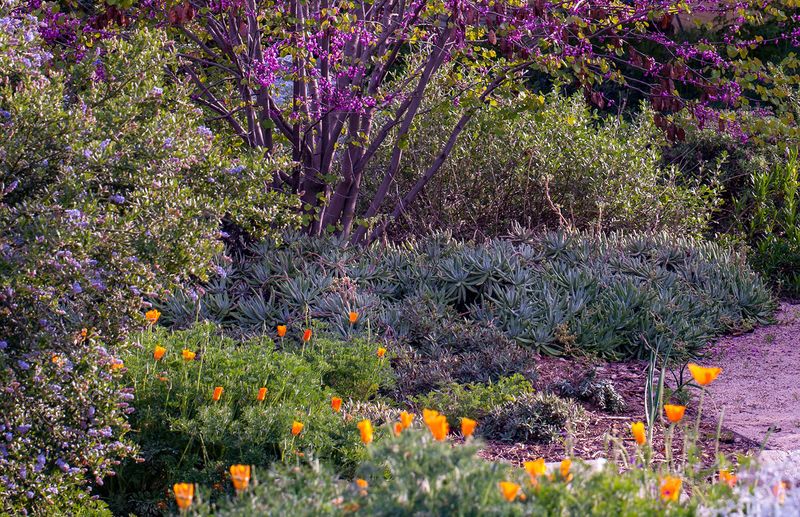 Go Native With Drought-Resistant Plants