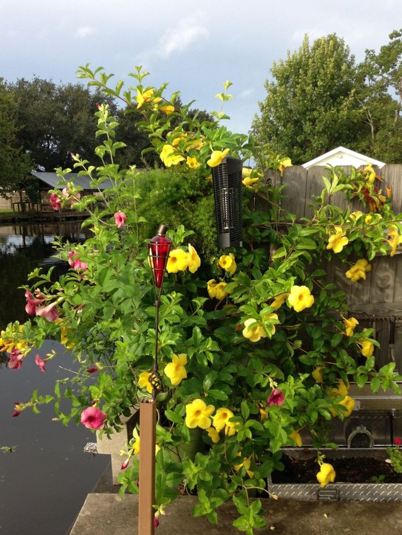 12 Flowers That Thrive In Florida And Make Your Yard Look Expensive - Decor Hint Allamanda