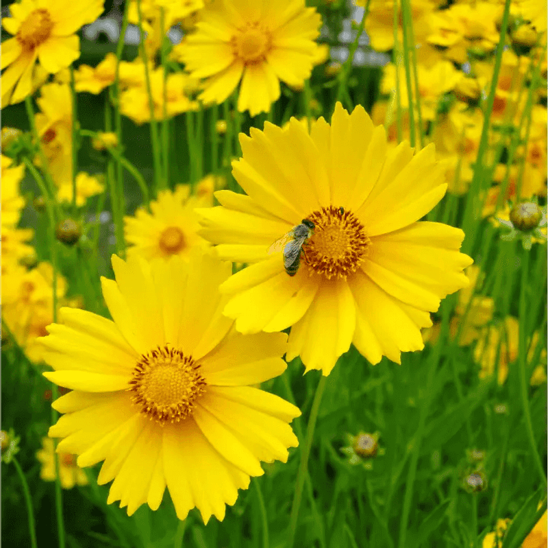 13 Flowers That Bloom Beautifully In Georgia And Instantly Upgrade Your Yard - Decor Hint Coreopsis