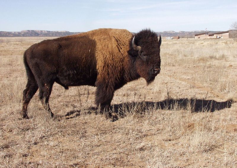 Official Home Of The Texas State Bison Herd