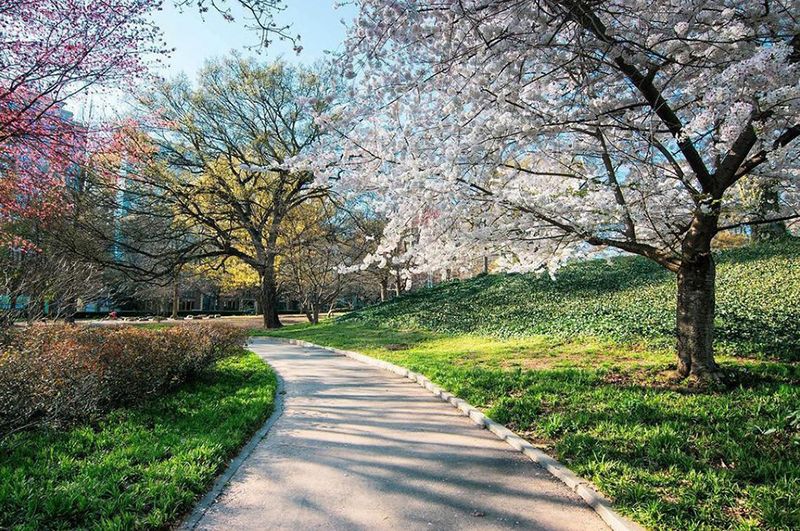 Atlanta Dogwood Festival – Atlanta