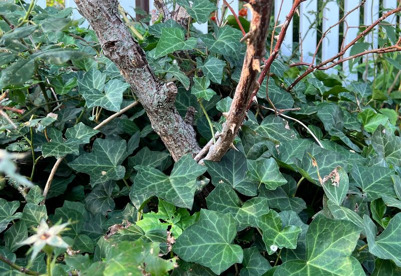 13 Plants In Texas You Should Never Plant - Decor Hint English Ivy