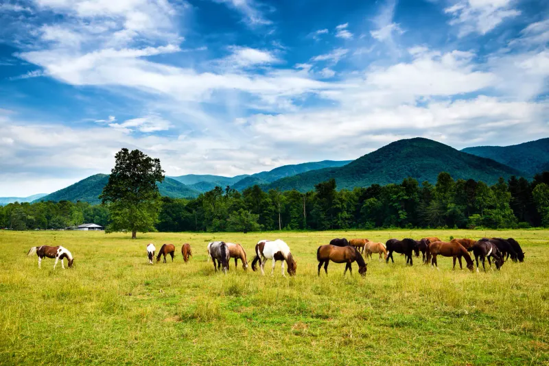 Great Smoky Mountains National Park – Tennessee / North Carolina