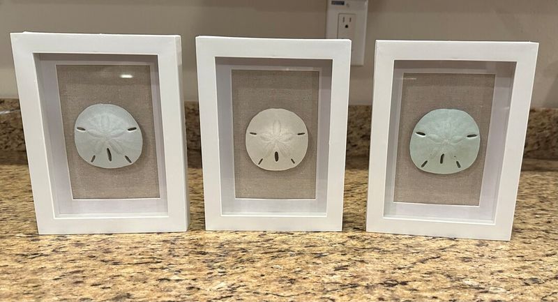 Sand Dollar Shadow Boxes