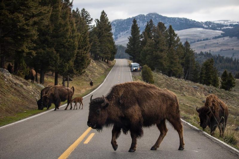 Ditch The Hotel - Take Your RV To The Most Stunning National Parks In California And Beyond - Decor Hint Yellowstone National Park, Wyoming, Idaho & Montana