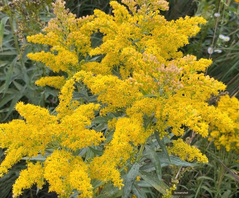 Why You'll Want To Plant Goldenrod In Your Michigan Yard After All - Decor Hint Why Gardeners Across Michigan Are Coming Around