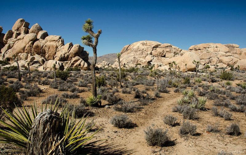 Joshua Tree National Park