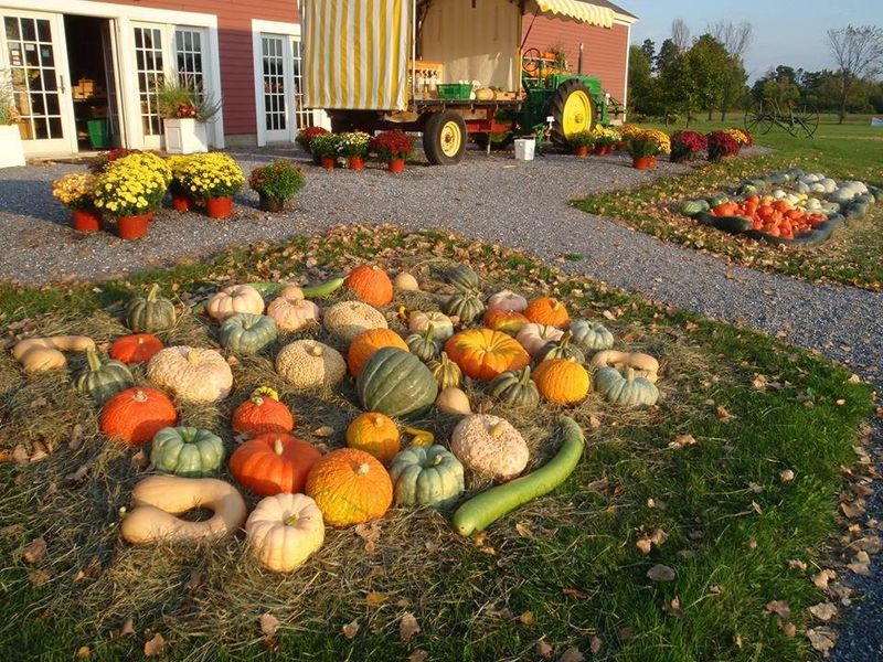 Vermont Grocery Stores Known For Fresh Pumpkins And Fall Produce - Decor Hint Lester Farm & Market - New Haven