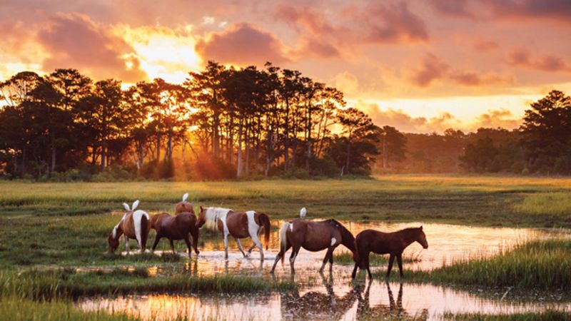 DC Day Trips That'll Make You Fall In Love With The Mid-Atlantic All Over Again - Decor Hint Chincoteague Island, Virginia