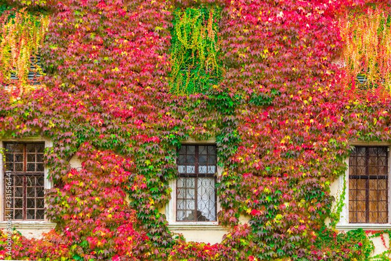 Overgrown Vines And Creepy Ivy Backdrops