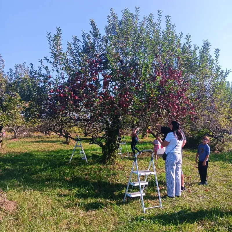 17 Ohio Cider-Donut Stands Locals Say Are Totally Worth The Turnoff - Decor Hint Hillside Orchard & Farm Market - Hinckley