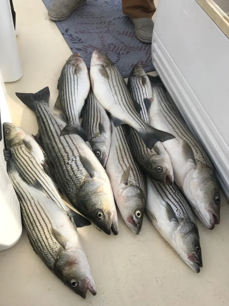 Solomons Island Rockfish Tournament and Festival