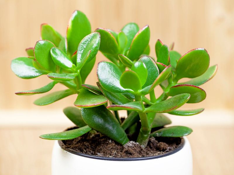 Jade Plant