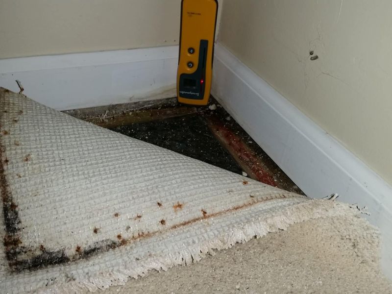 Carpeting in a Humid Climate