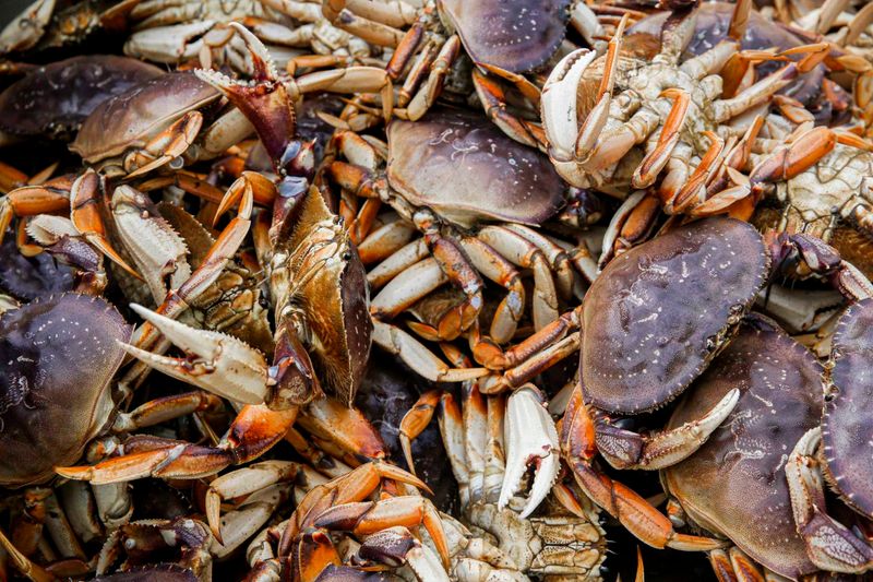 Dungeness Crab