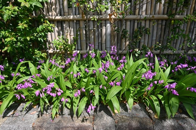 12 Flowers That Thrive In Florida And Make Your Yard Look Expensive - Decor Hint Orchids (Especially Ground Orchids)