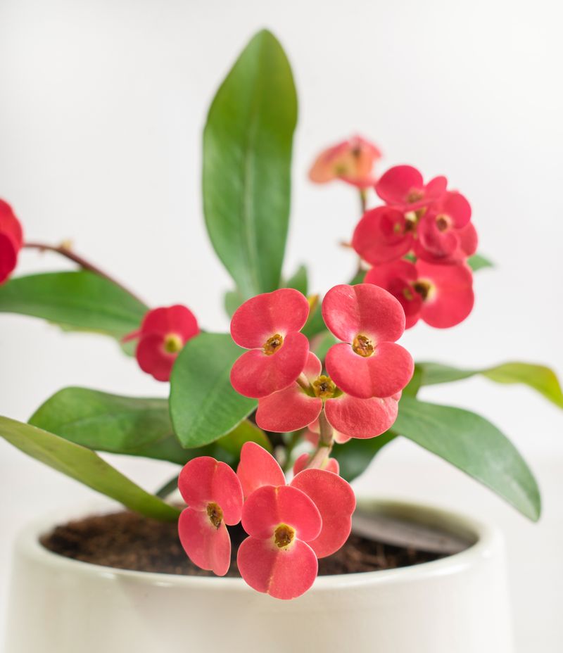 Succulents That Make Indoor Gardening Easy In Arizona - Decor Hint Crown of Thorns