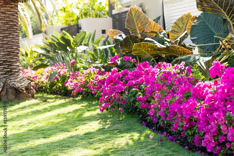 12 Flowers That Thrive In Florida And Make Your Yard Look Expensive - Decor Hint Bougainvillea
