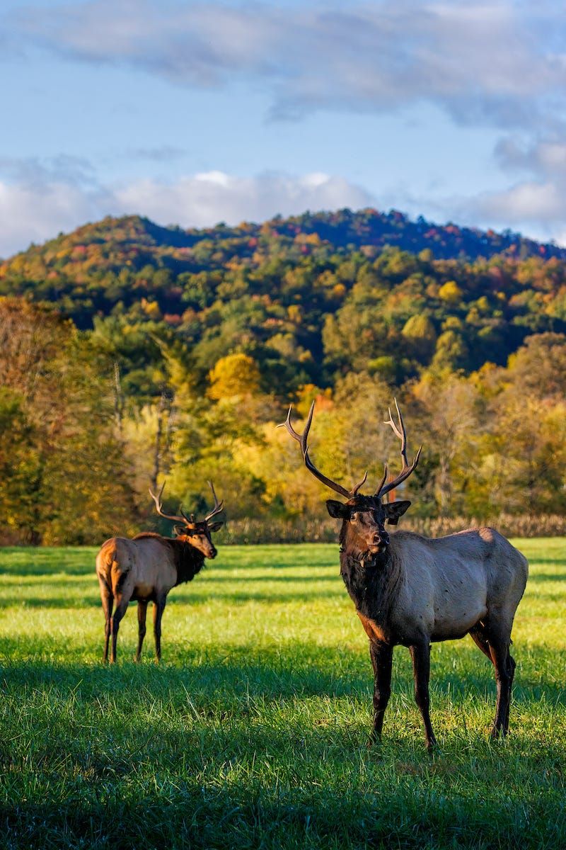 12 Reasons North Carolina's Mountain Towns Are The Perfect Peaceful Escape - Decor Hint Wildlife Encounters That Feel Magical