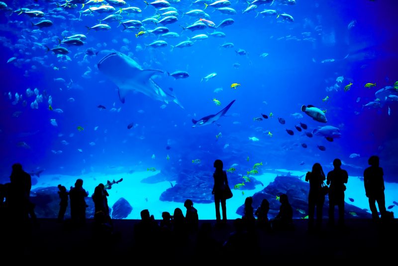 10 Family Activities To Enjoy In New Jersey This Winter - Decor Hint Explore the Adventure Aquarium
