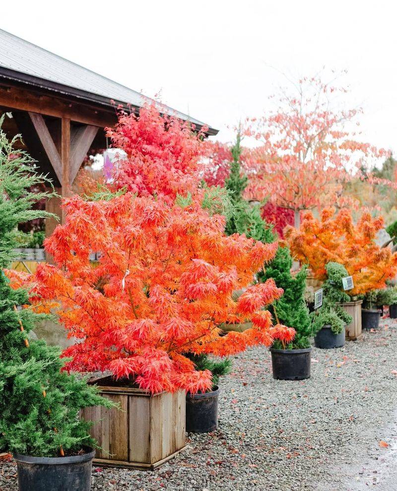 Japanese Maple (Acer Palmatum Dwarf Varieties)