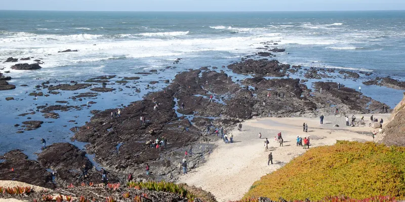 Tide Pooling at Fitzgerald Marine Reserve