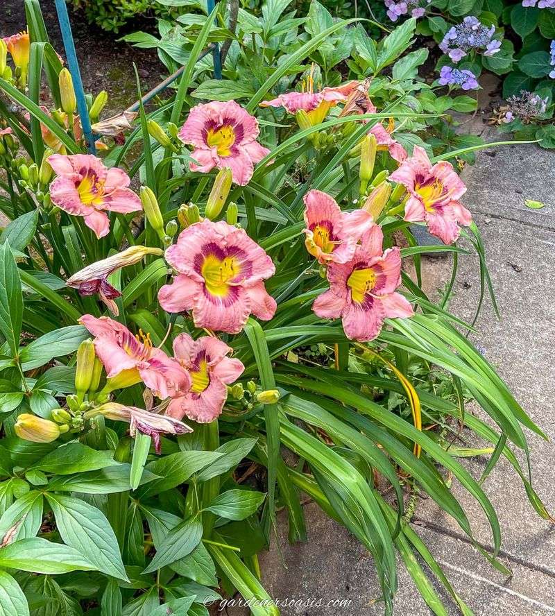 13 Flowers That Bloom Beautifully In Georgia And Instantly Upgrade Your Yard - Decor Hint Daylily