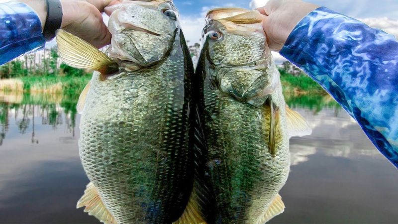 Target Species Largemouth Bass Crappie And Catfish