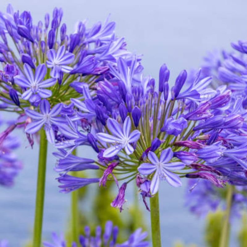 12 Flowers That Thrive In California And Make Your Yard Look Expensive - Decor Hint Agapanthus