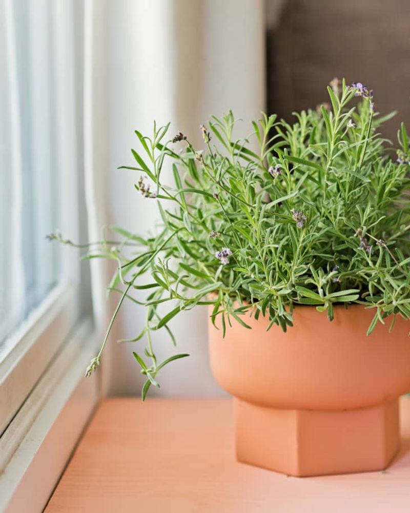 Lavender