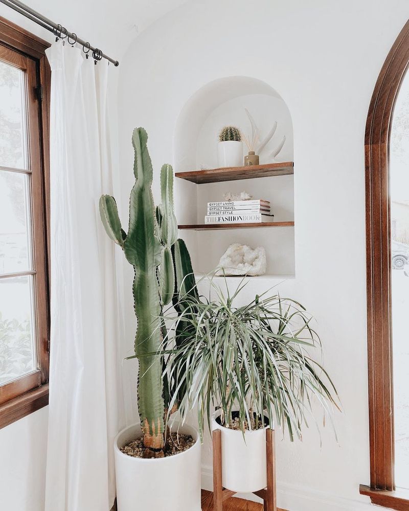 Cactus And Succulent Decor