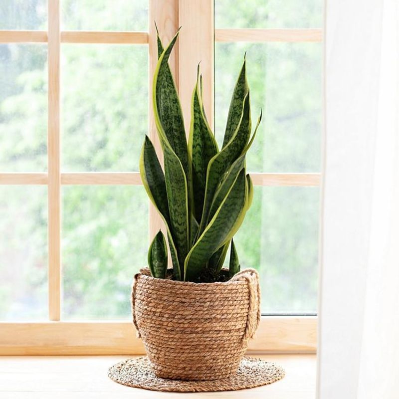 Indoor Plants That Are Common Across Texas Homes - Decor Hint Snake Plant