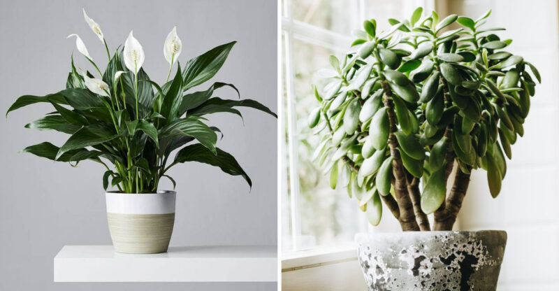 Indoor Plants That Are Common Across Texas Homes