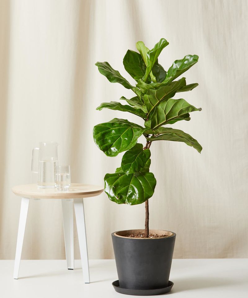 Indoor Plants That Bring California Homes To Life - Decor Hint Fiddle Leaf Fig