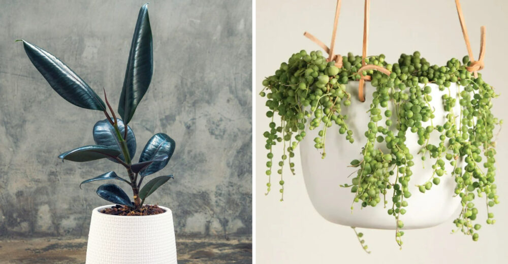 Indoor Plants That Bring California Homes To Life - Decor Hint